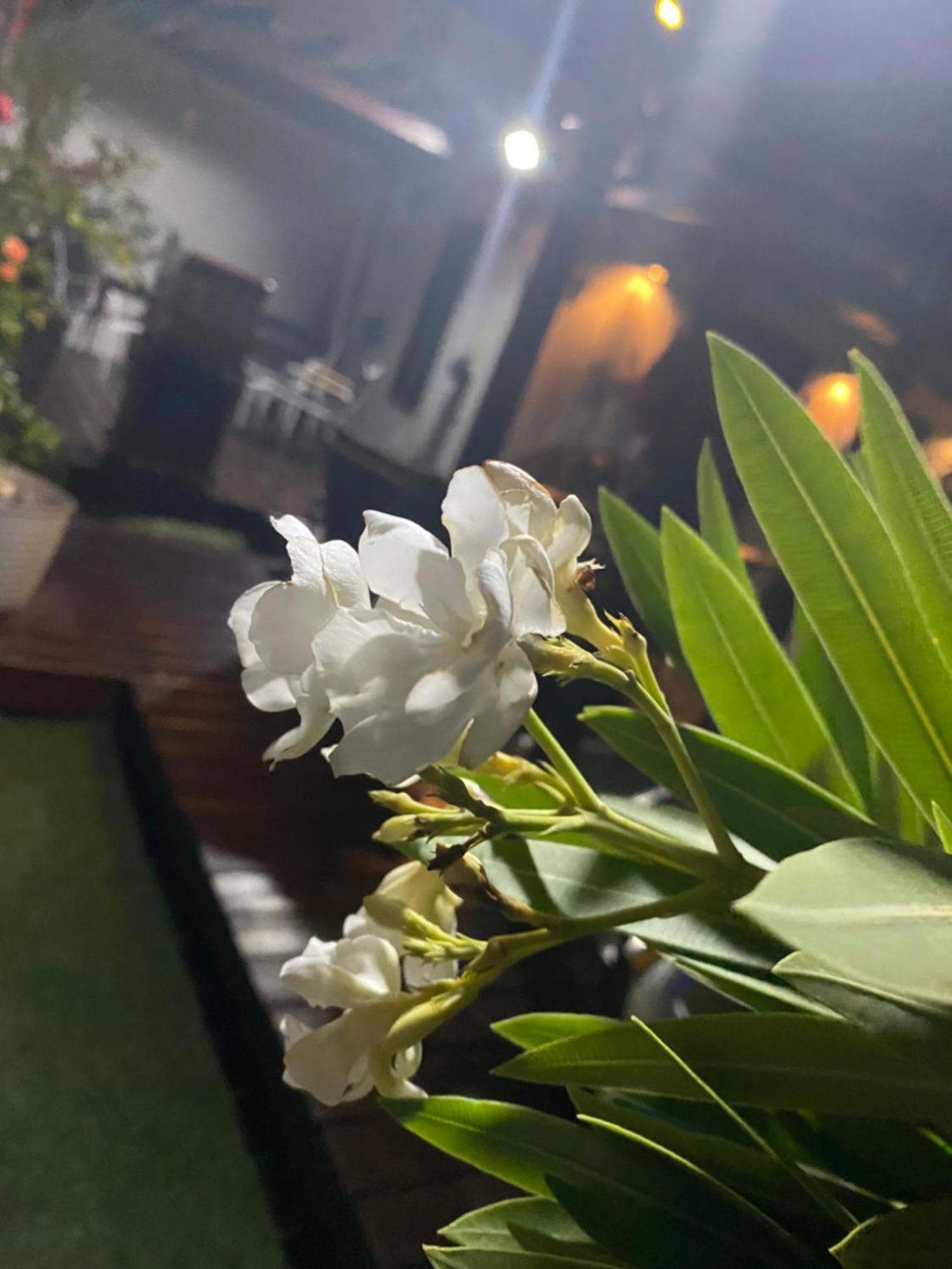 Locoamor Guest house *